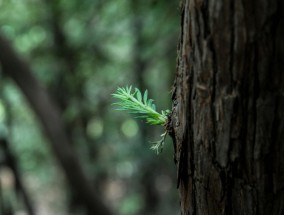 小草青青免费视频观看，自然之美与生活的艺术 小草青青免费视频观看