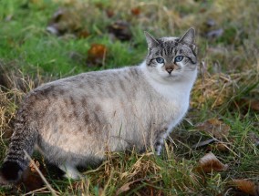 薛定谔的猫，超越现实的恐怖之谜 薛定谔的猫为什么恐怖