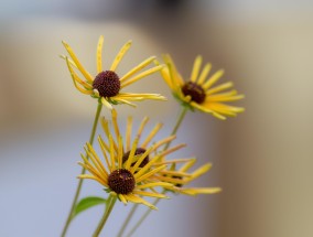 槐花保存的最佳方法 槐花怎么保存最好