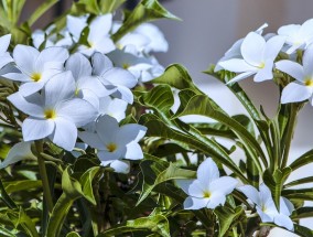 茉莉花茶品牌之冠，探寻最好的茉莉花茶品牌 茉莉花茶什么牌子最好