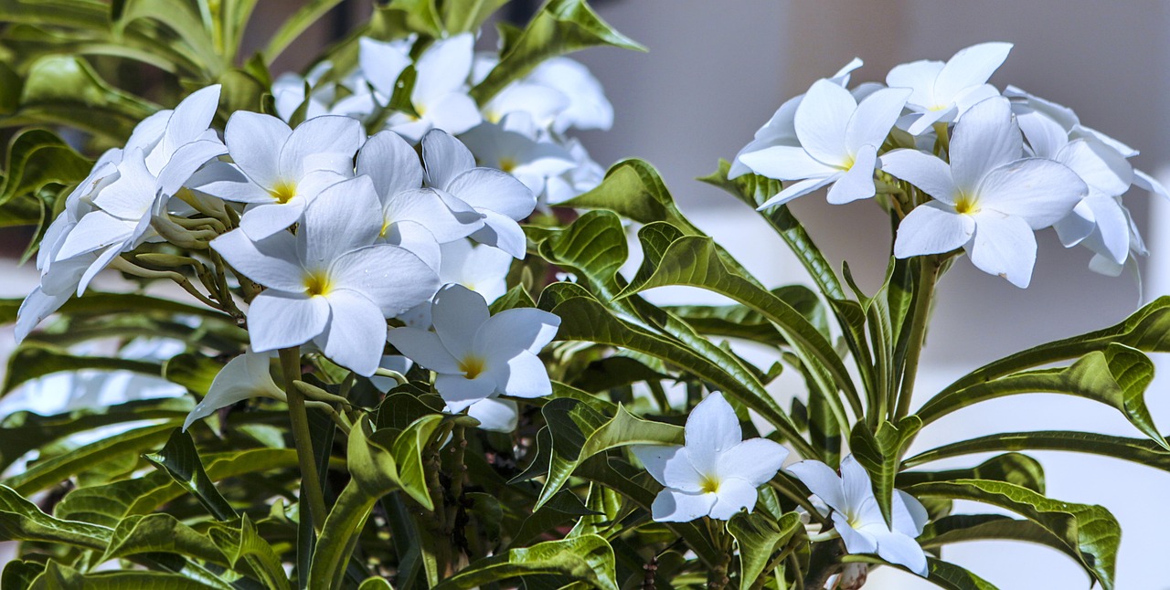 茉莉花茶品牌之冠，探寻最好的茉莉花茶品牌 茉莉花茶什么牌子最好