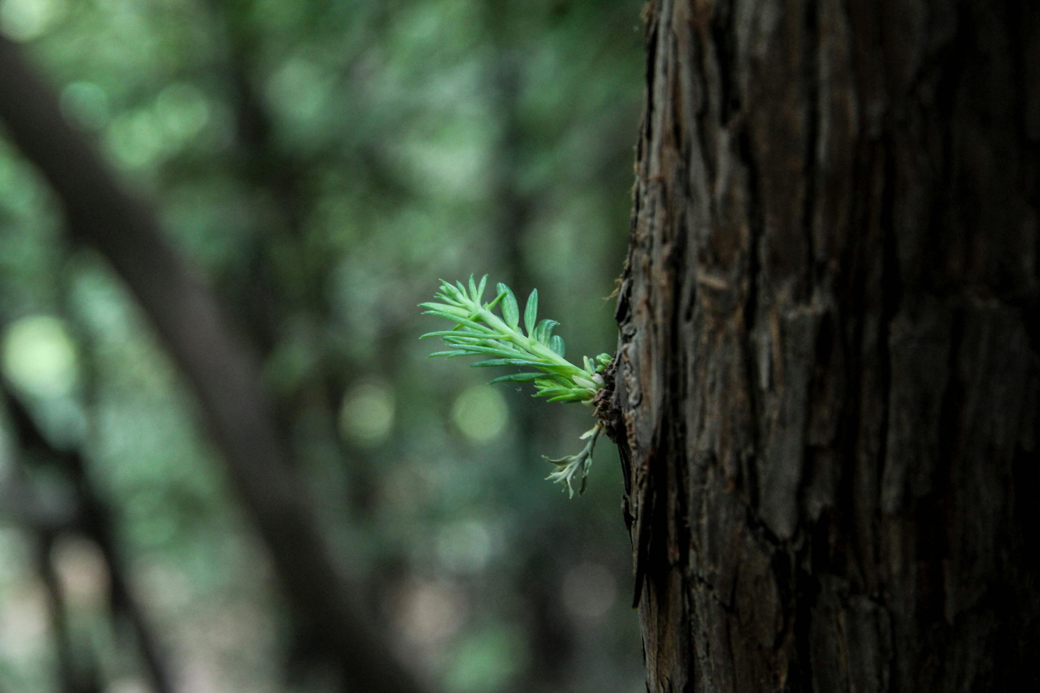 小草青青免费视频观看，自然之美与生活的艺术 小草青青免费视频观看