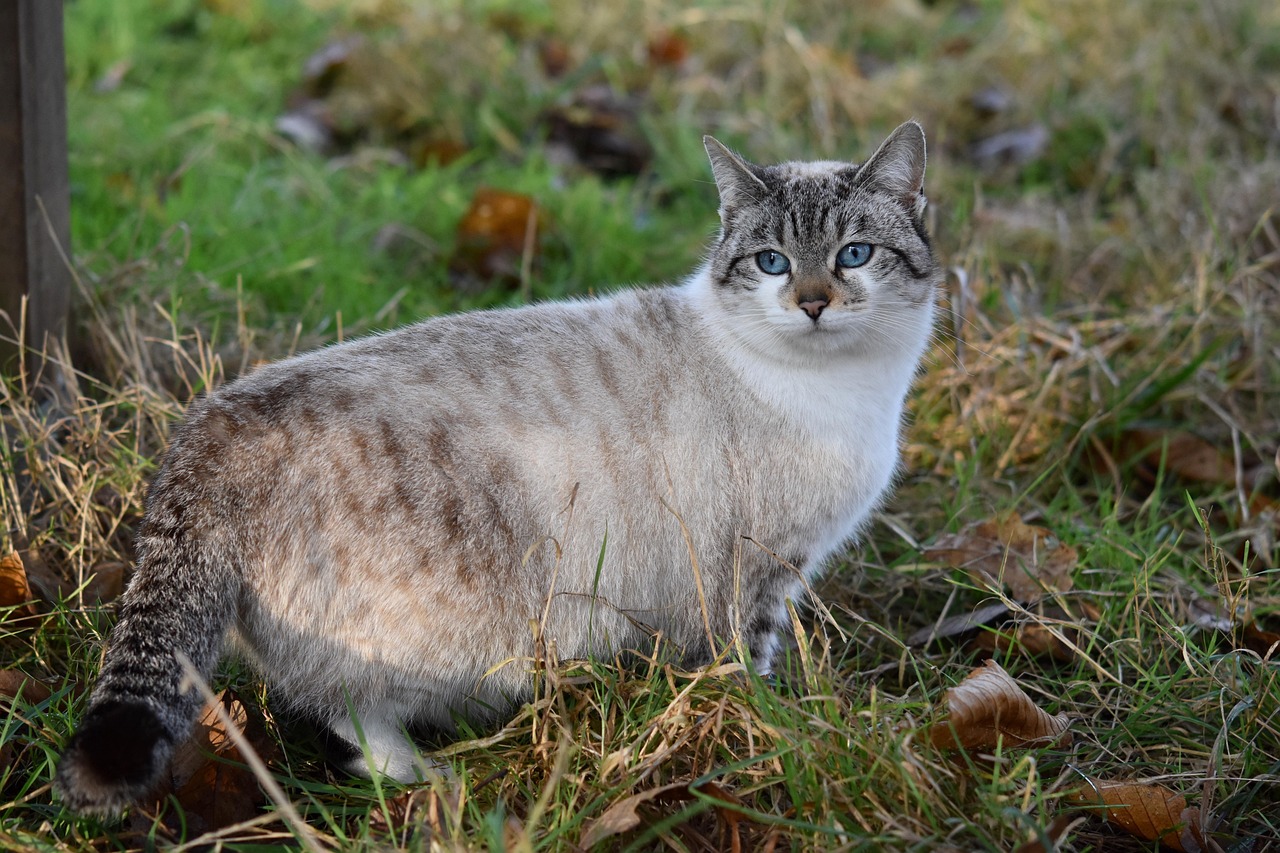 薛定谔的猫，超越现实的恐怖之谜 薛定谔的猫为什么恐怖