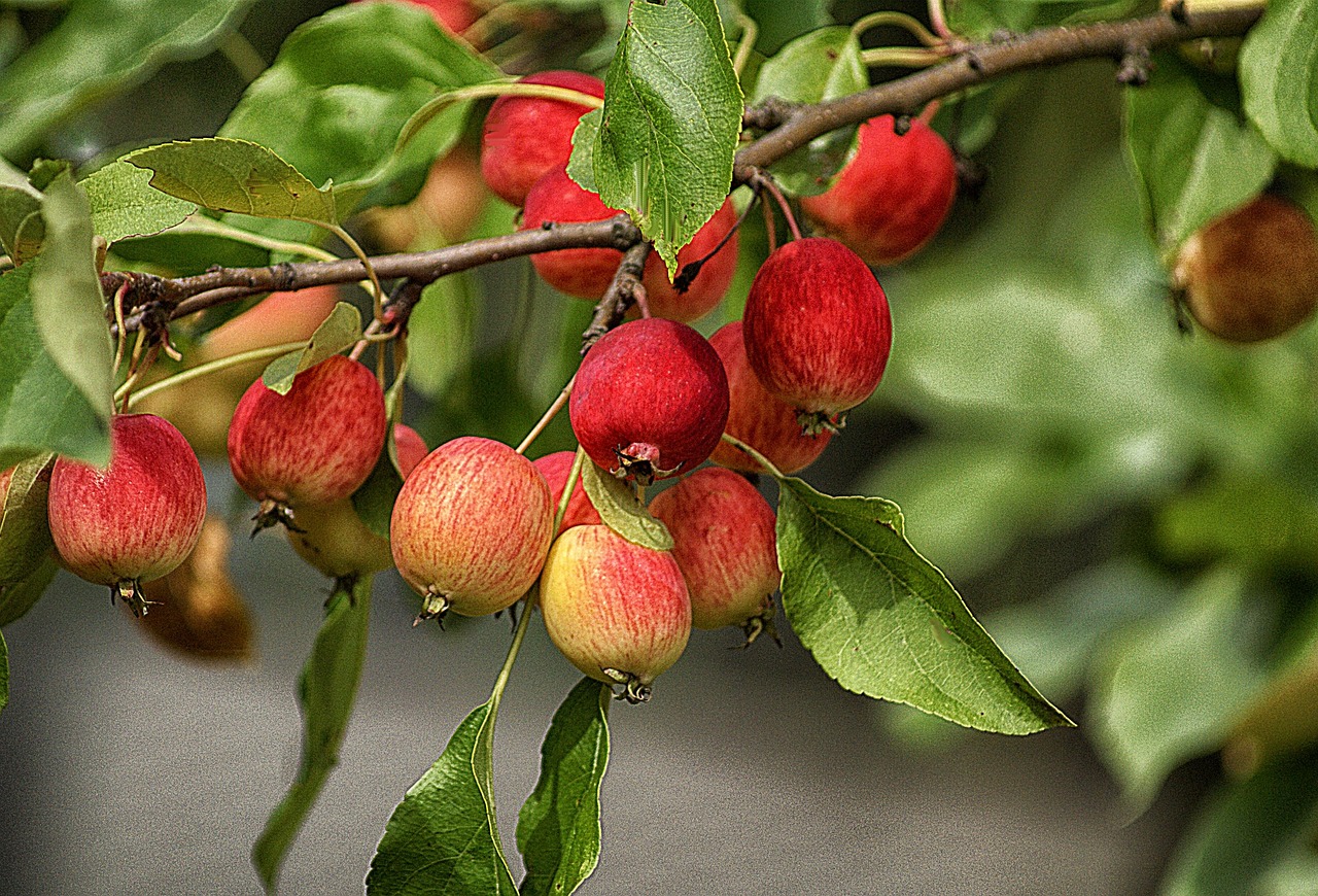 平菇生料栽培，一种高效、可持续的农业技术 平菇生料栽培